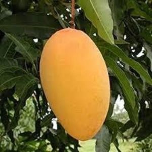 Mango sotha 1 kg